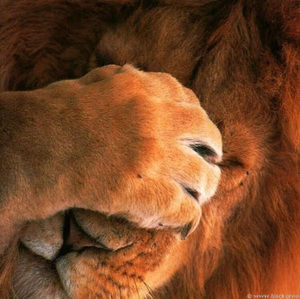 Meet your Posher, Leon